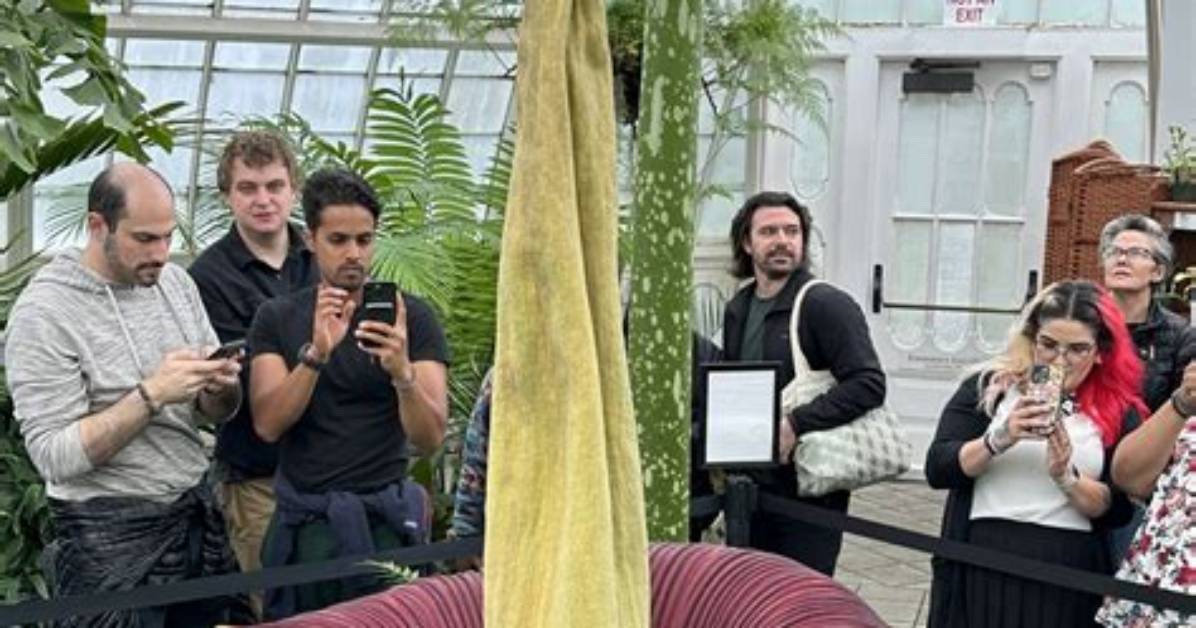 Rare Corpse Flower Ready to Bloom in Dartmouth Greenhouse