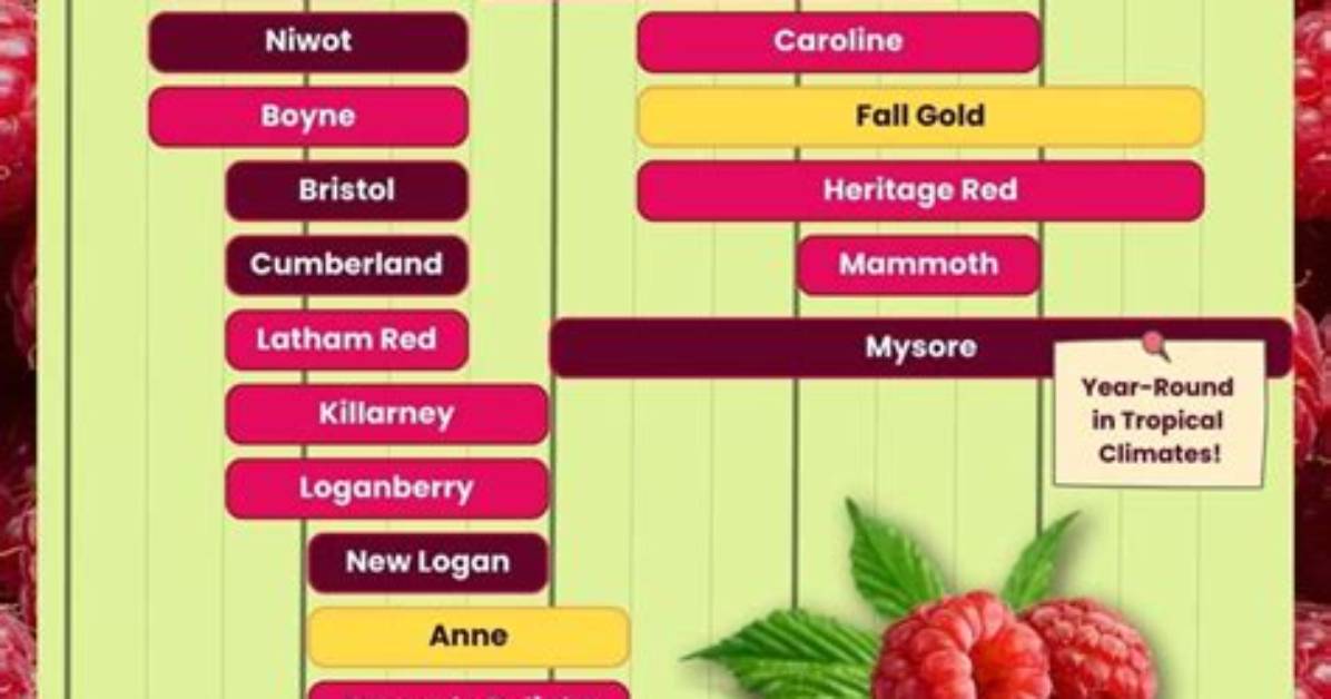 Raspberry Season