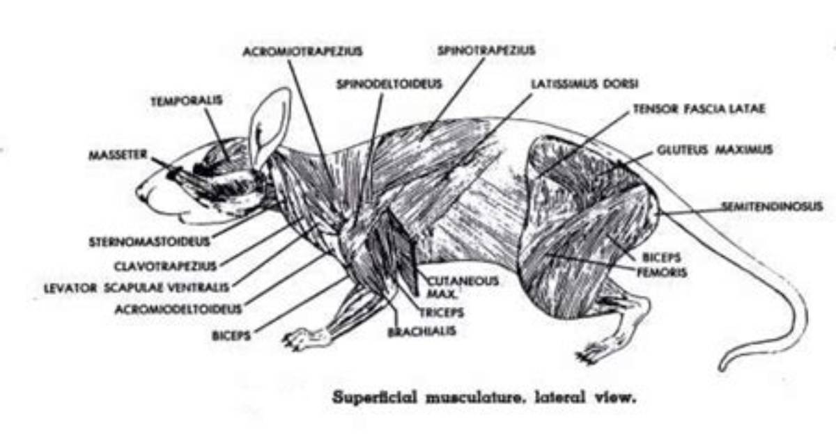 Rat Dissection Muscle Quiz