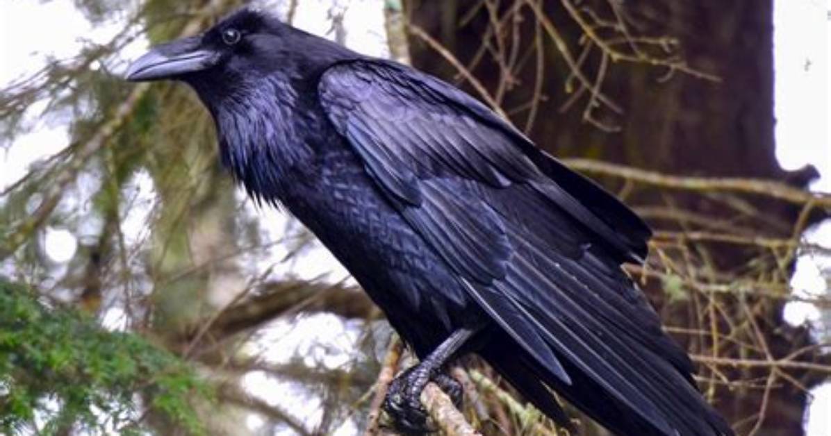 Raven