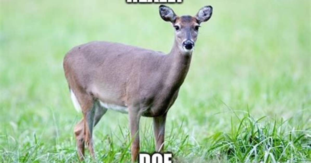 Really Doe