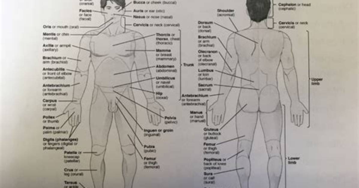 Regional Terms (Anatomy) Quiz