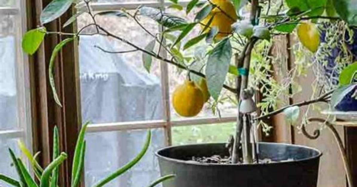 Repotting Meyer Lemon Tree