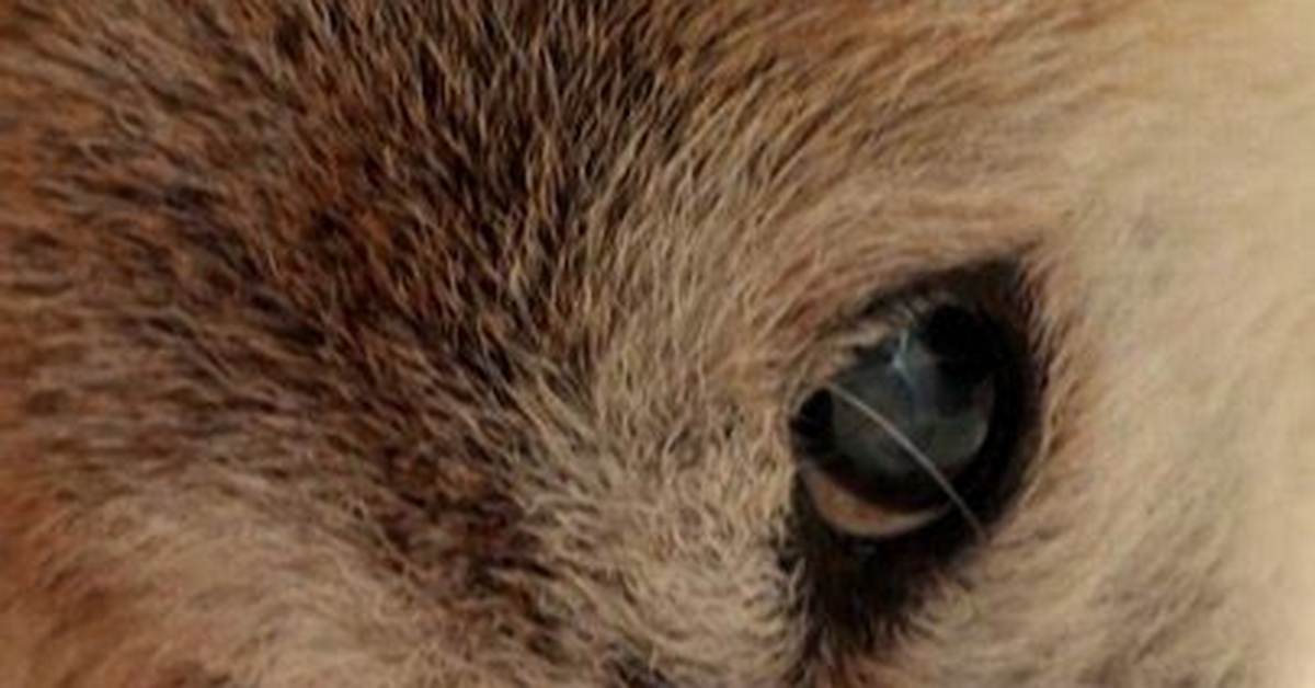 Rescue Pup to Meme Star: the Real-Life 'Dogecoin' Dog