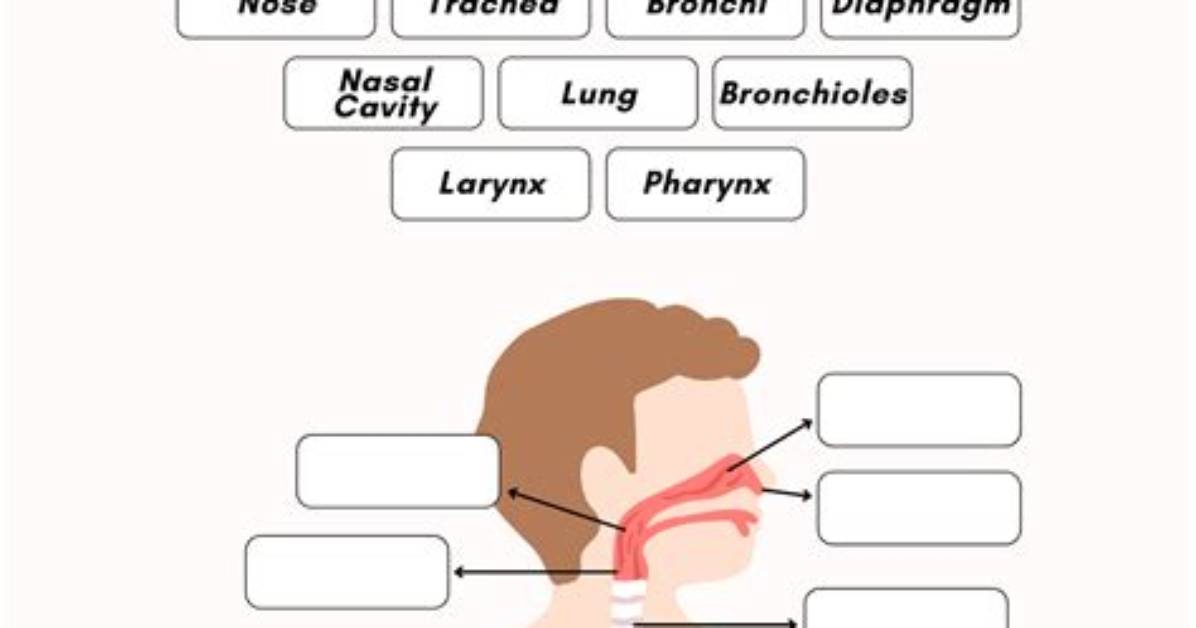 Respiratory System Labeling Interactive — Printable Worksheet