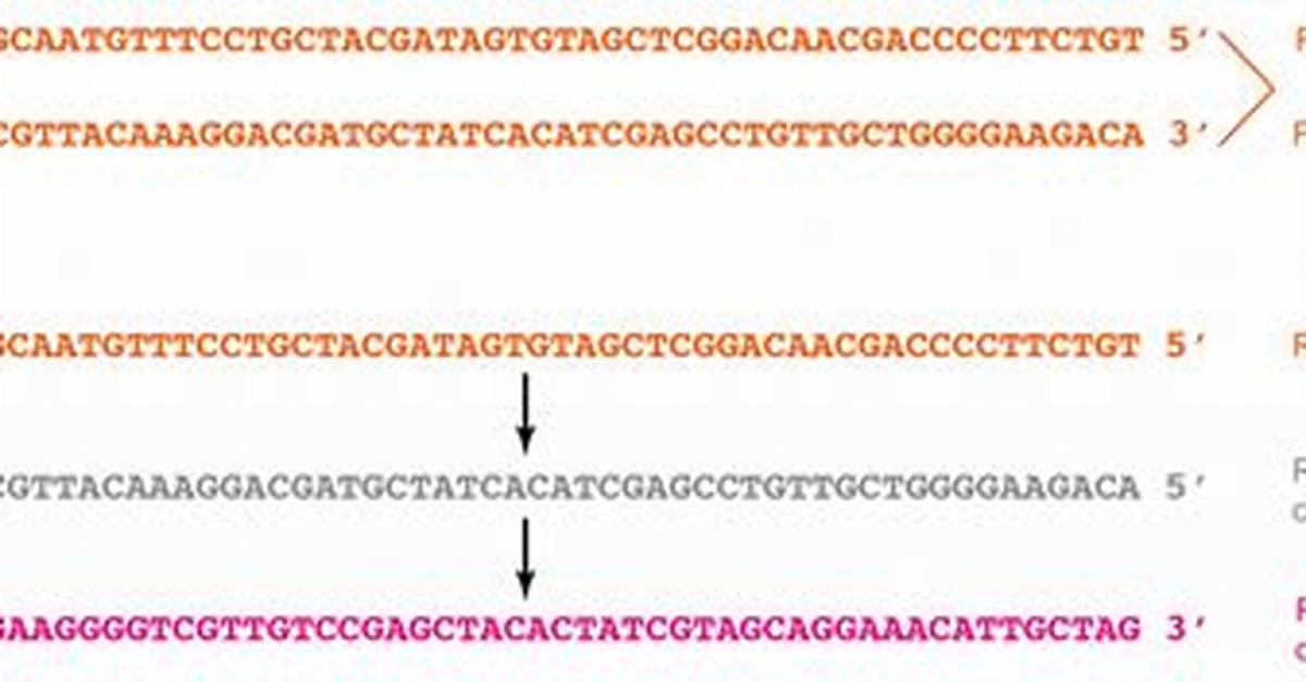 Reverse Complement of Dna Strand Using Python