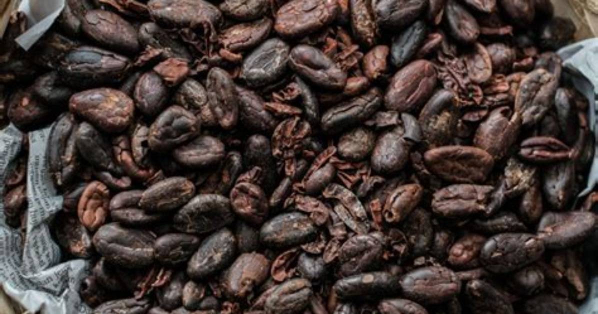 Roasted Cocoa Beans Nutrition