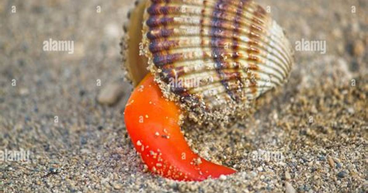 Rough Shell