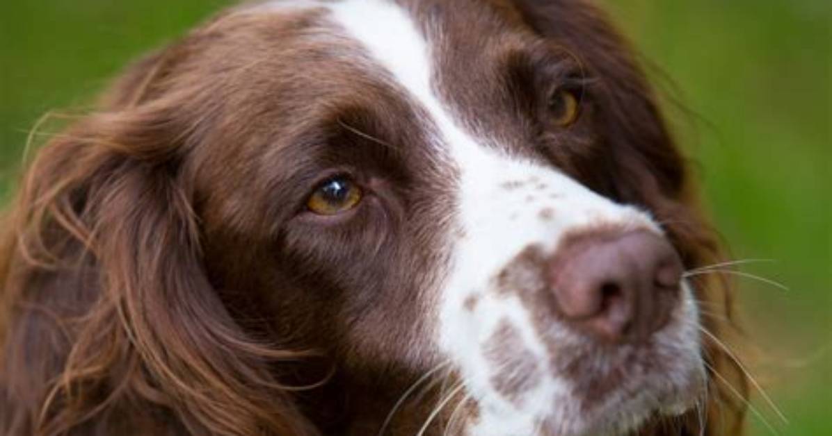 S 14 Old for a Springer Spaniel? Check It out – Oldest Springer Spaniel