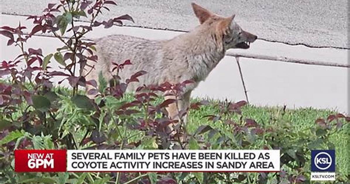 Sandy Coyote Attacks on the Rise; Multiple Owners with Lost Pets