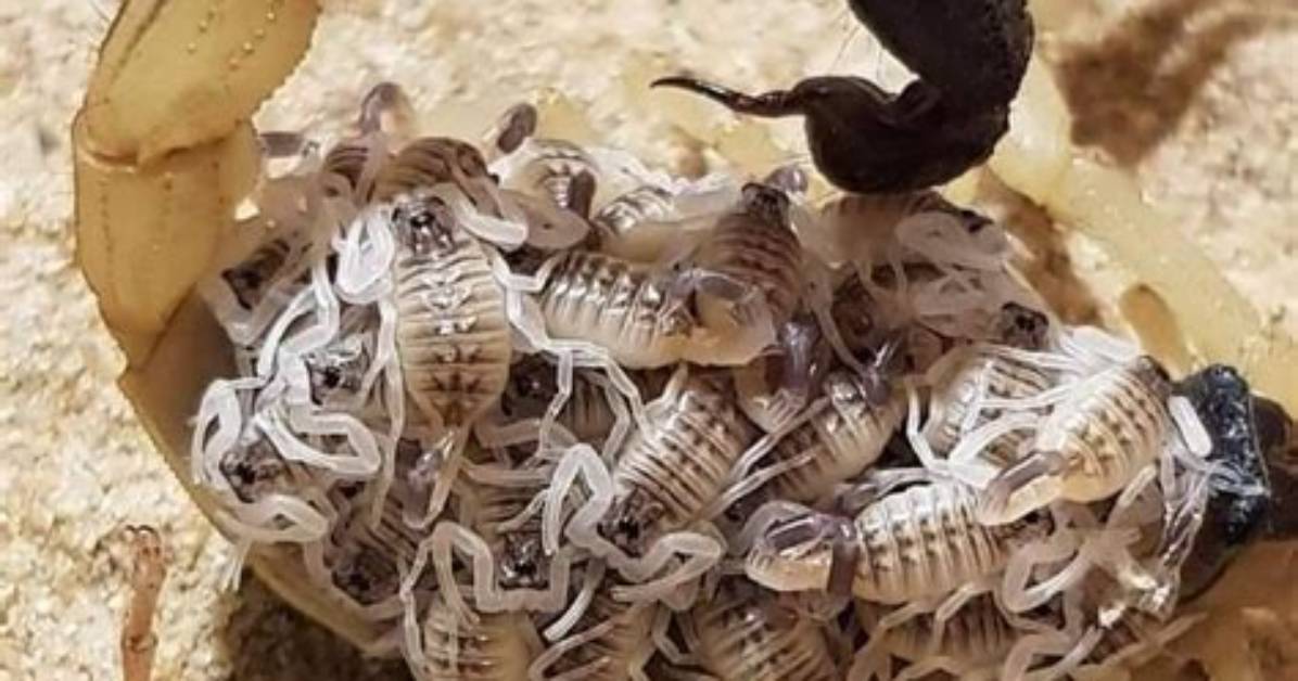 Scorpion with Babies on Back