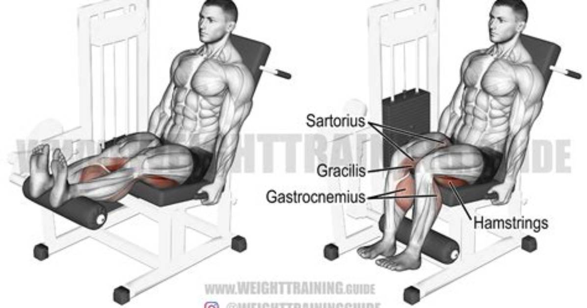 Seated Leg Curl Exercise | Technique & Common Mistakes