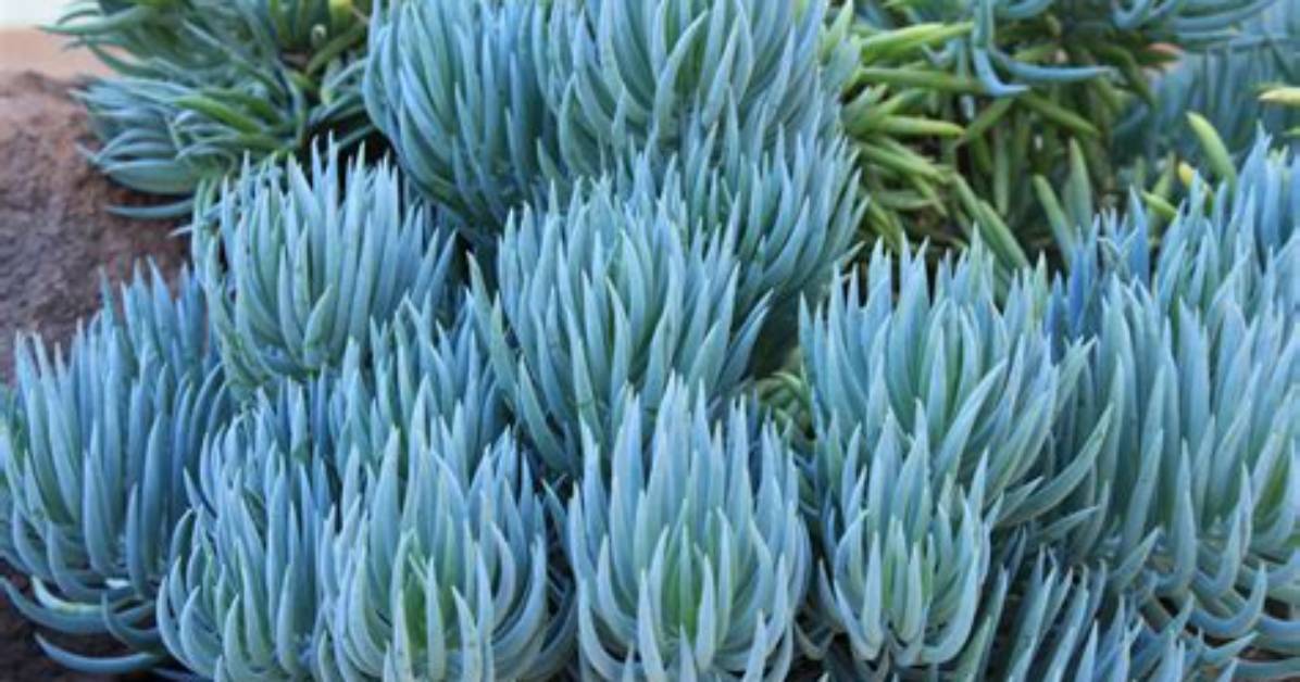 Senecio Mandraliscae Care