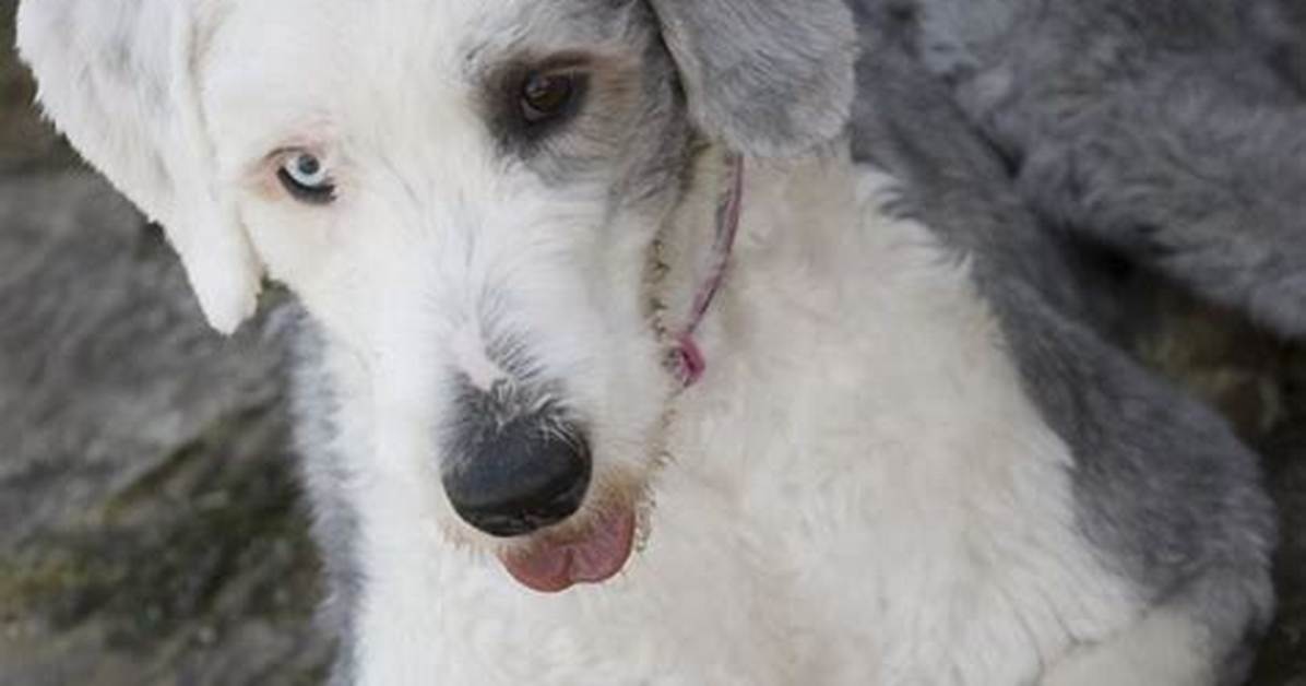 Shaved Old English Sheepdog