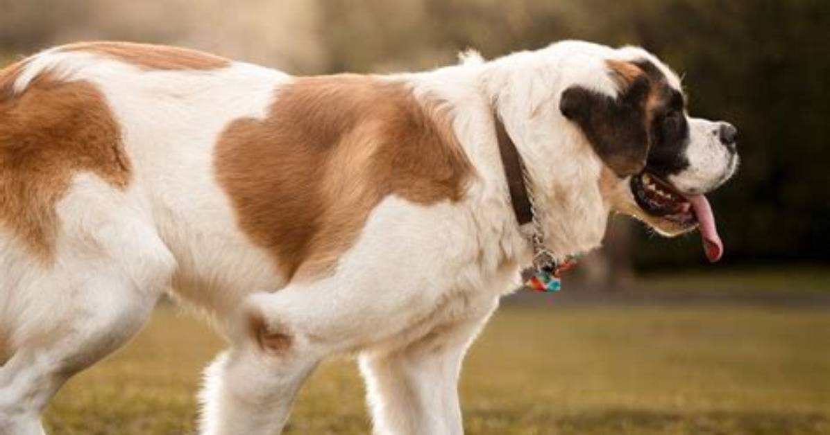 Shock Collar for Saint Bernard