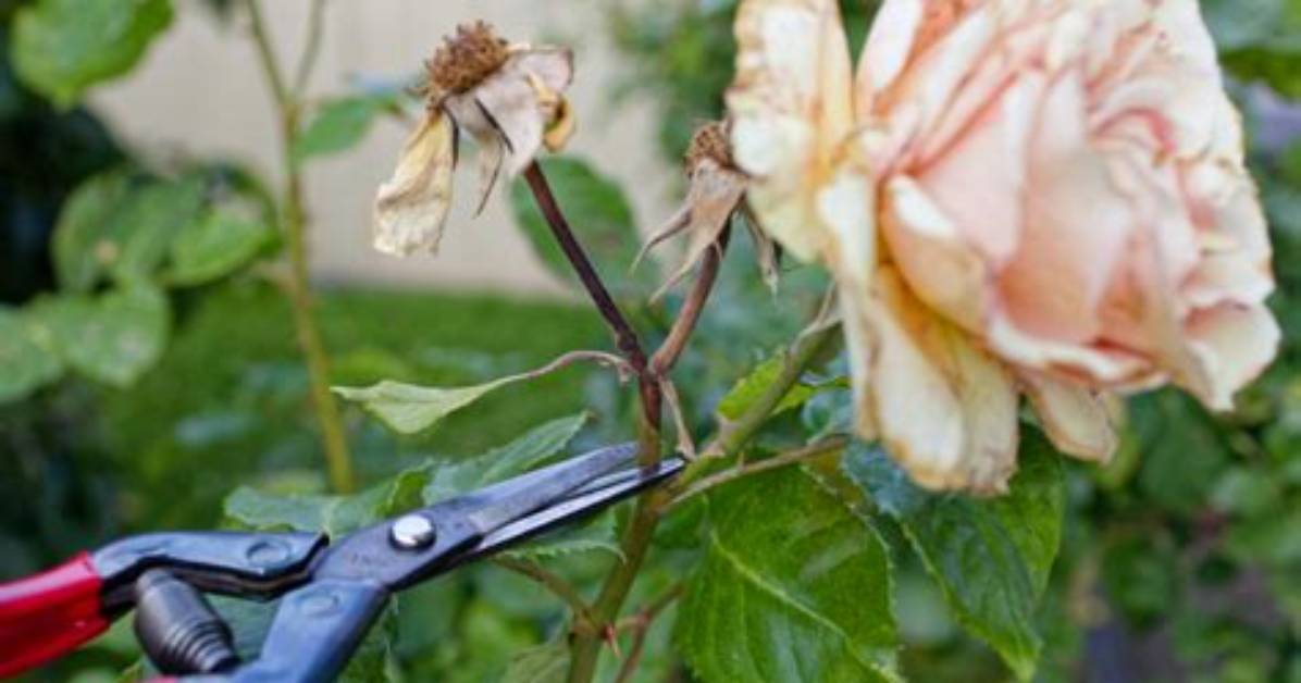 Should All Roses Be Deadheaded?