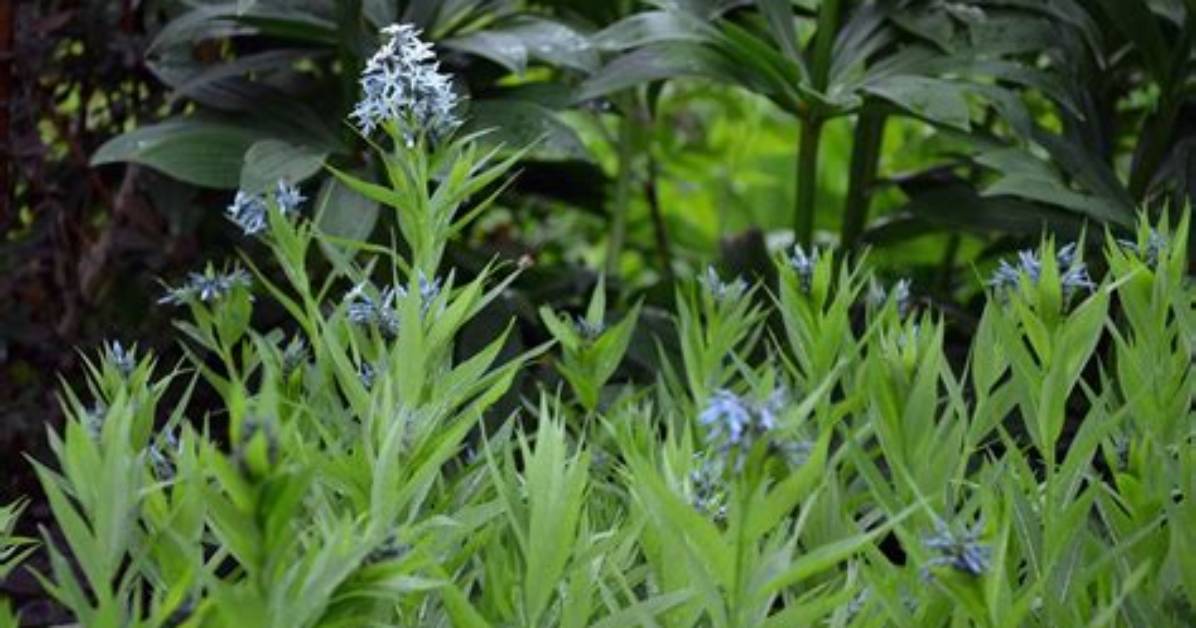 Should Amsonia Be Cut Back