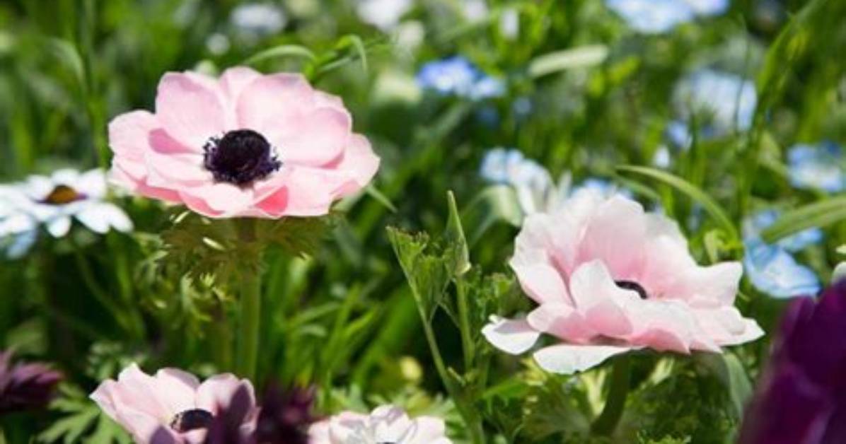 Should Anemones Be Deadheaded?