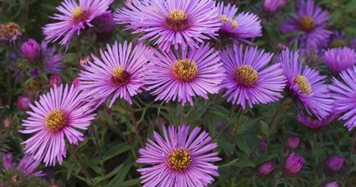 Should Asters Be Pinched?