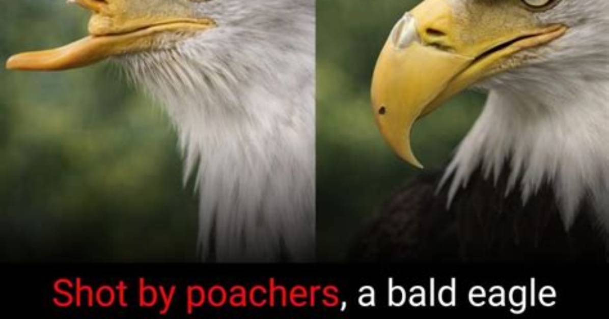 Should Bald Eagle Be Capitalized?