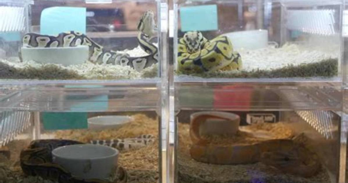 Should Ball Pythons Be Housed Together?