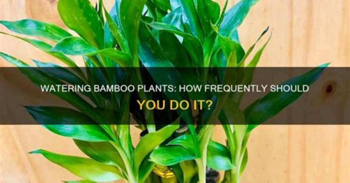 Should Bamboo Plants Be Repotted?