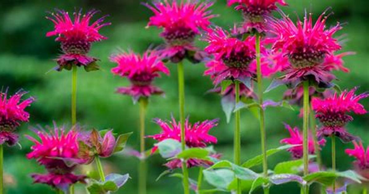 Should Bee Balm Plants Be Deadheaded?