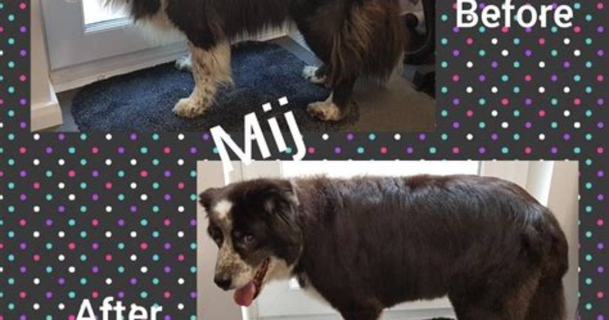 Should Border Collies Be Trimmed?