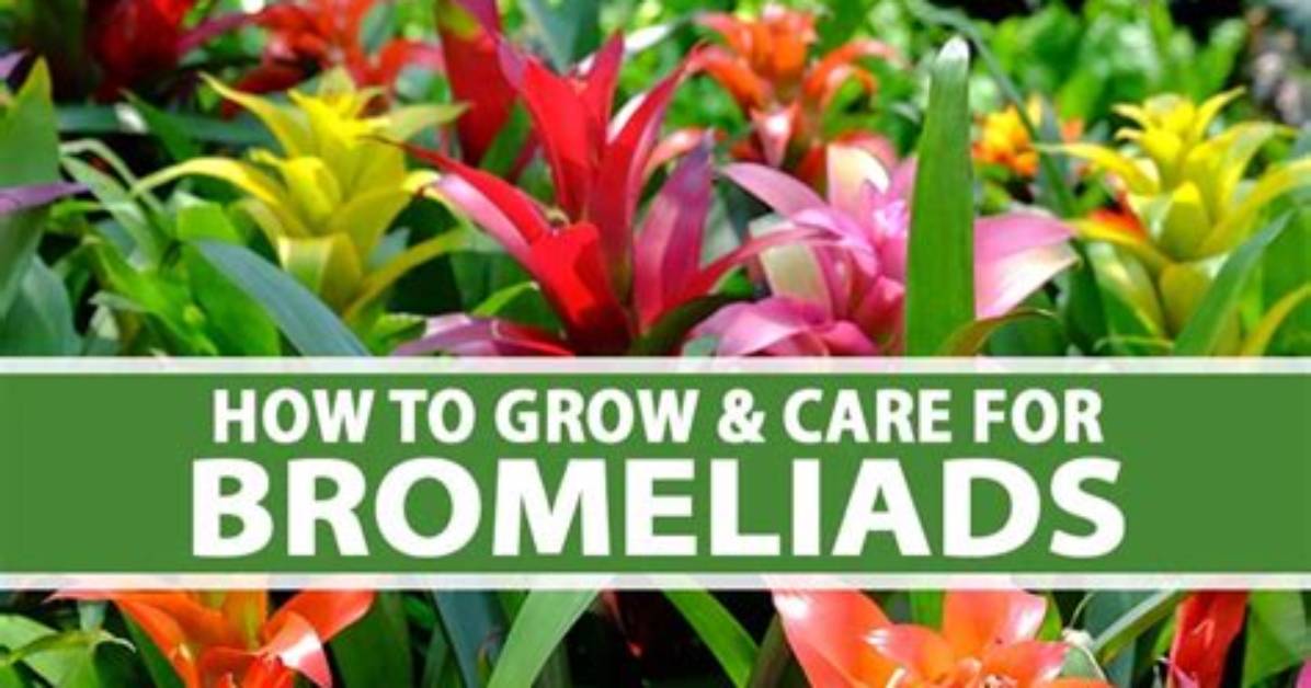 Should Bromeliads Be Misted?