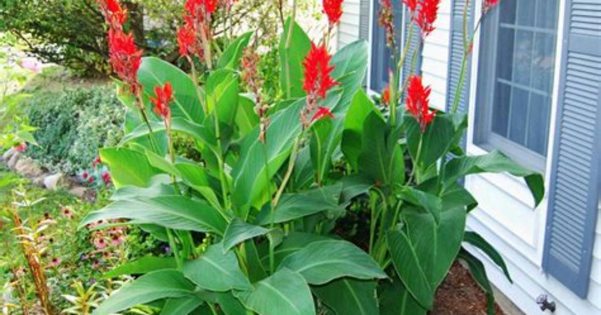 Should Cannas Be Deadheaded