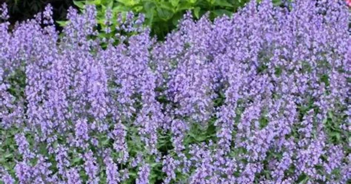 Should Catmint Be Divided?