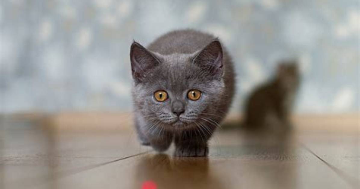 Should Cats Play with Lasers?