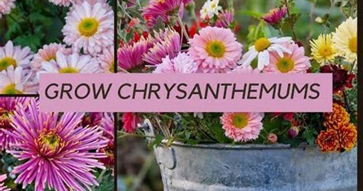 Should Chrysanthemums Be Pruned?