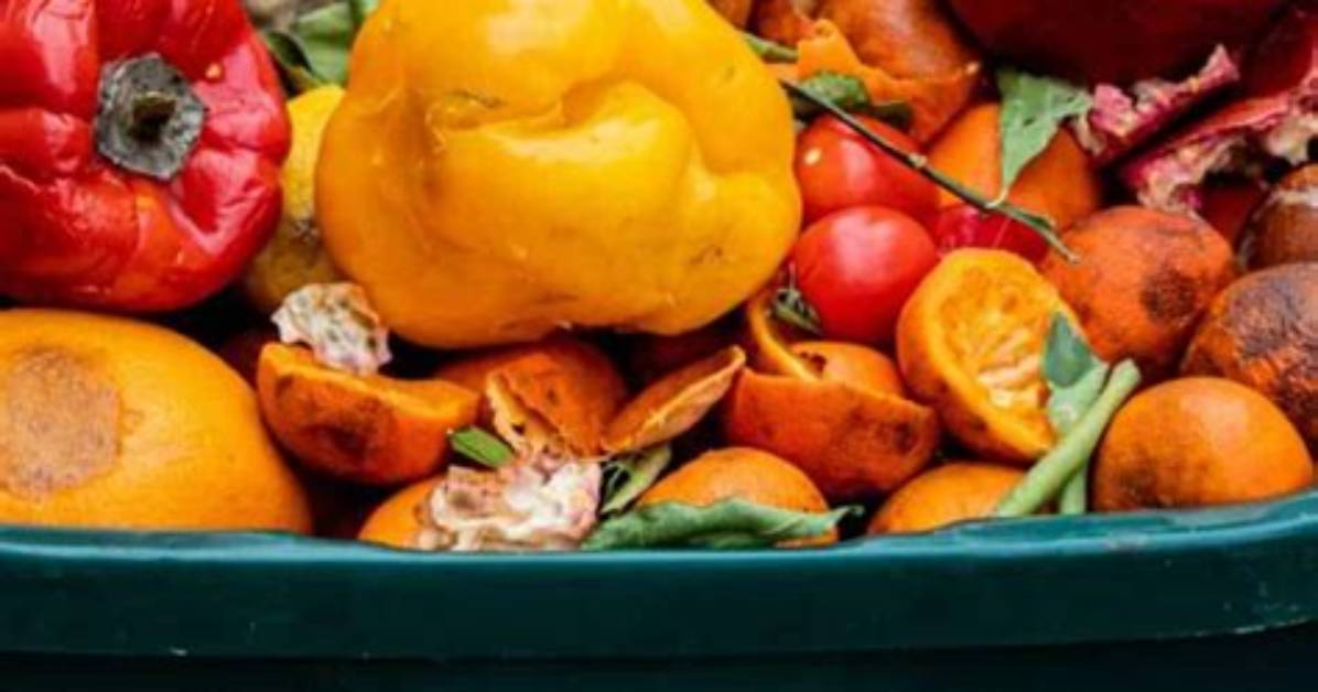 Should Compost Be Moldy?