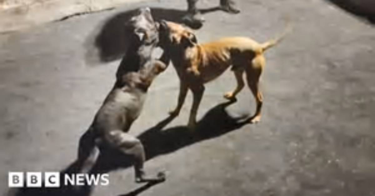 Should Dog Fighting Be Illegal?