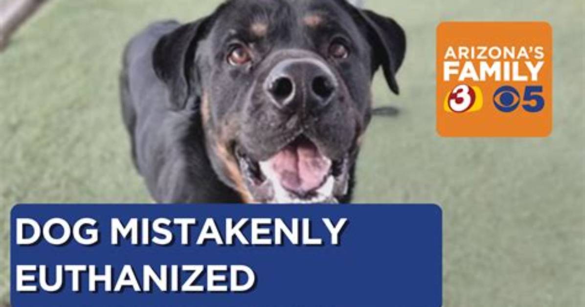 Should Dog Housemates Be Present for Euthanasia?