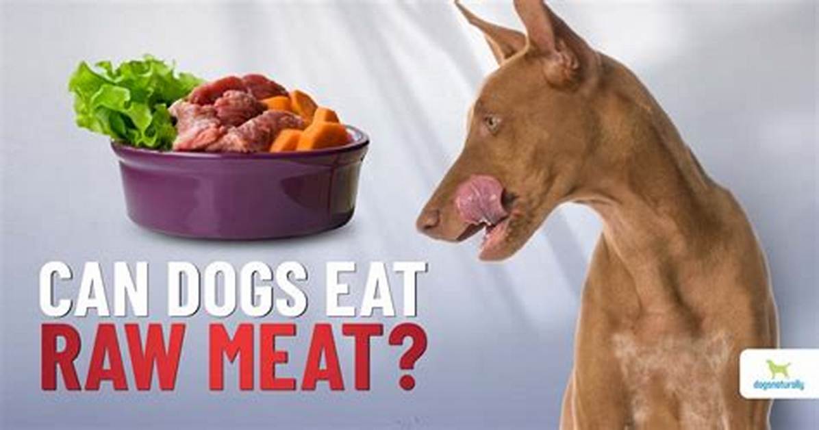 Should Dogs Be Fed Raw Meat?