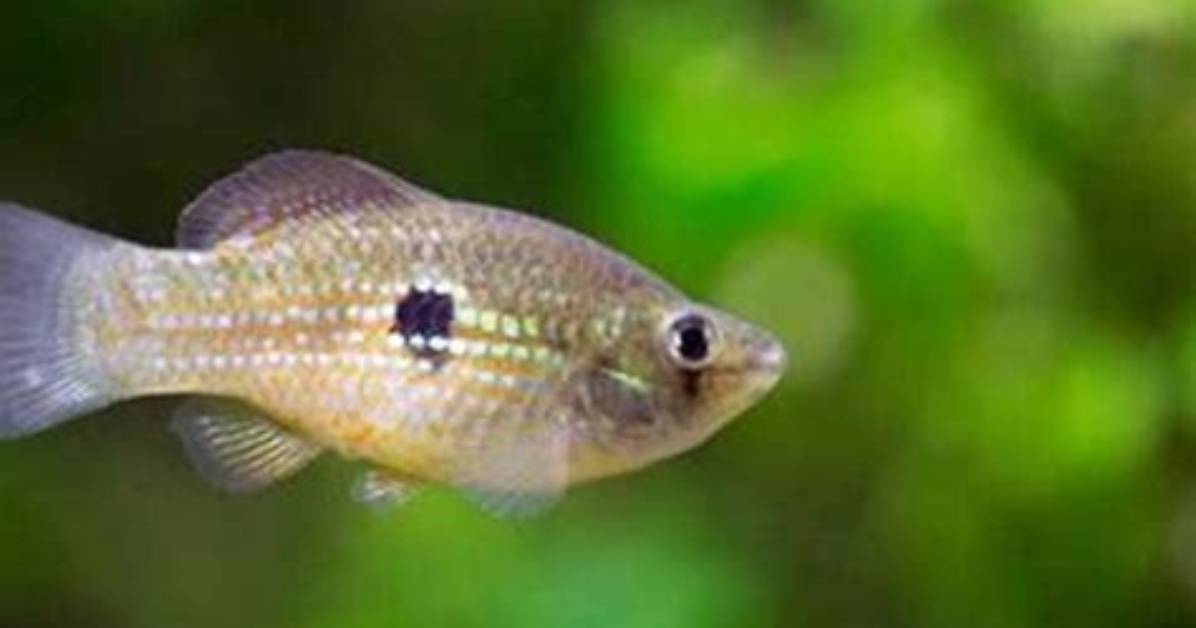 Should Flagfish Be Kept in Groups?