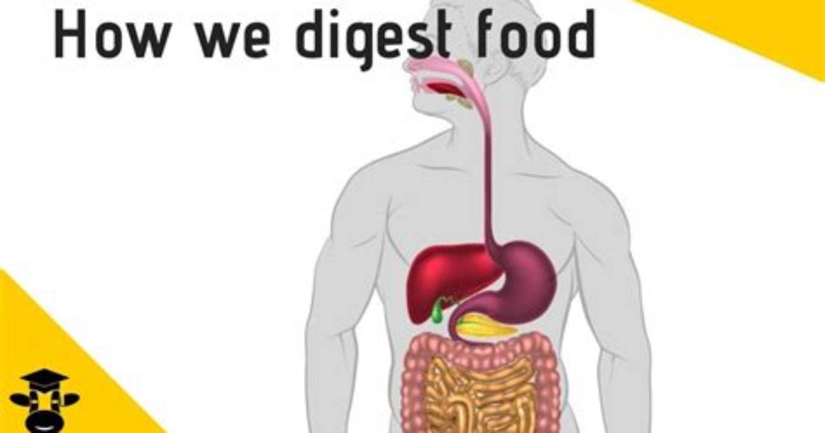 Should Food Be Digested?