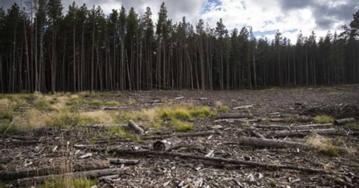 Should Forests Be Thinned?