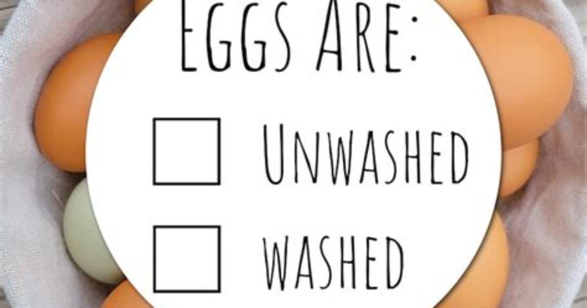 Should Fresh Eggs Be Washed?