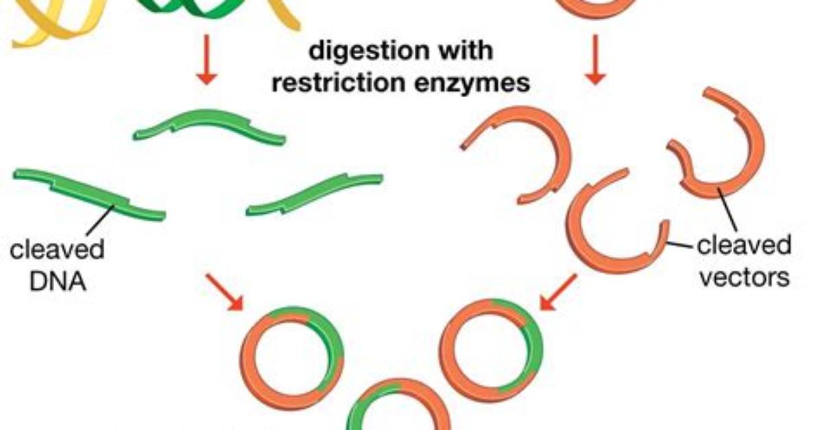 Should Genetically Modified Organisms Be Grown?