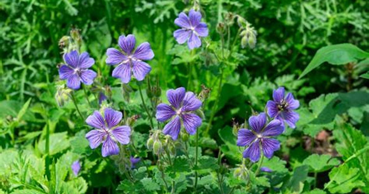 Should Geraniums Be Cut Back in Winter?