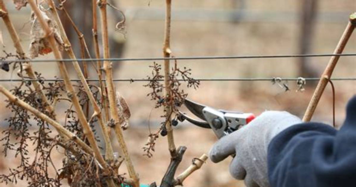 Should Grapevines Be Cut Back?