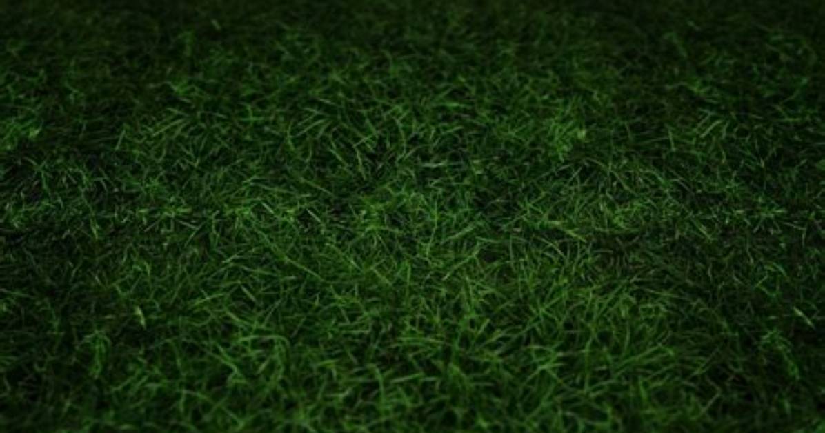 Should Grass Be Dark Green?
