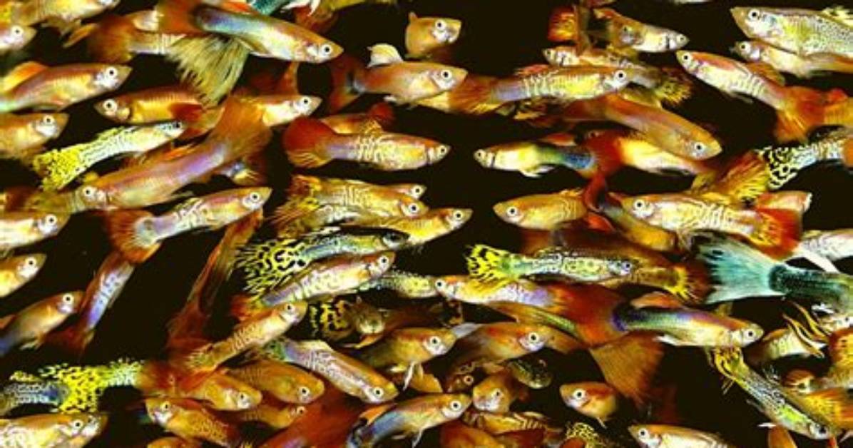 Should Guppies Be in Groups?