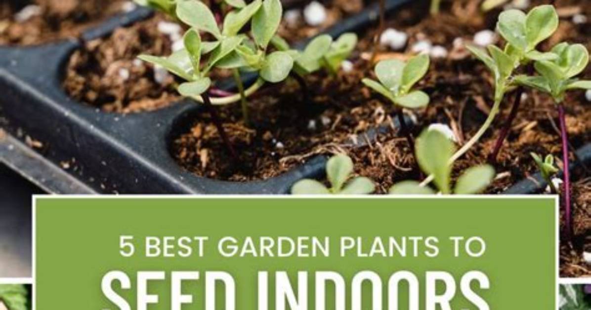 Should Herb Seeds Be Started Indoors?