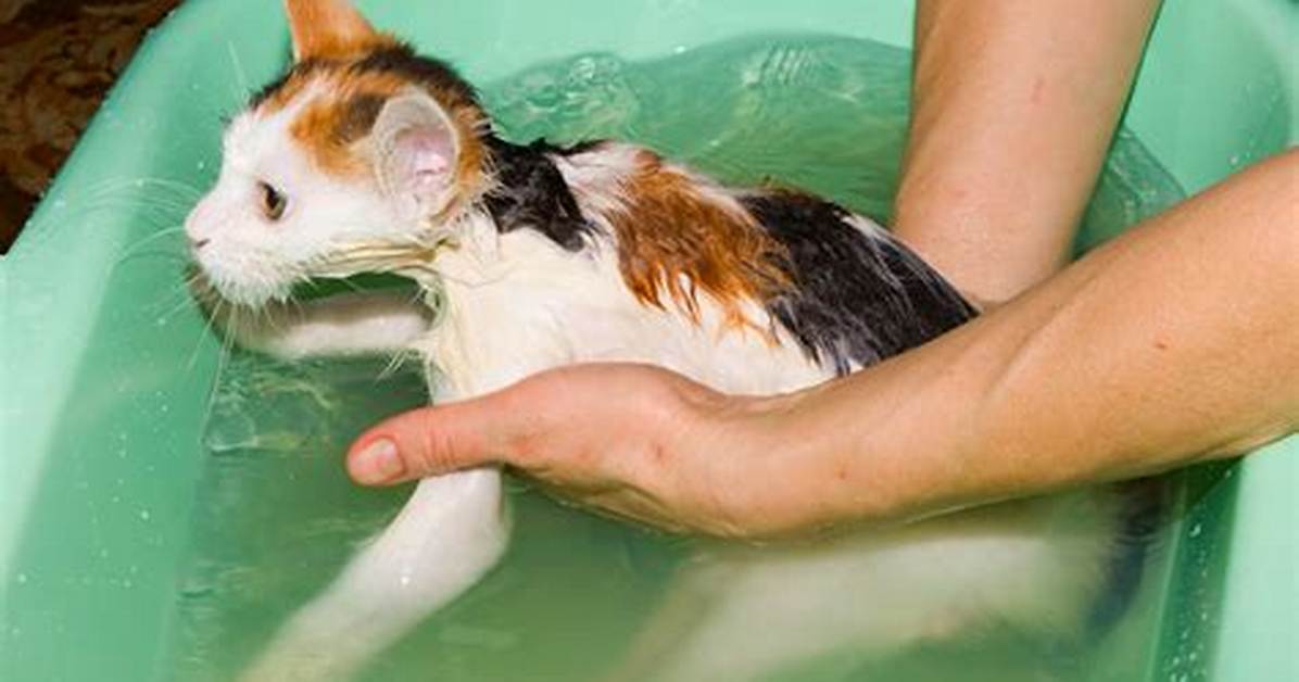 Should I Be Bathing My Cat?
