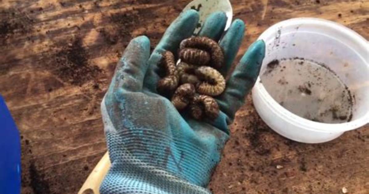 Should I Compost Grubs?