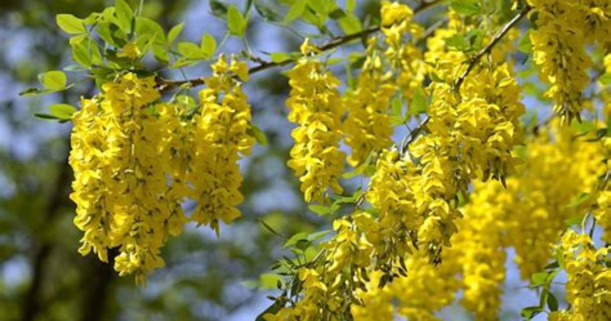 Should I Cut Back Laburnum?